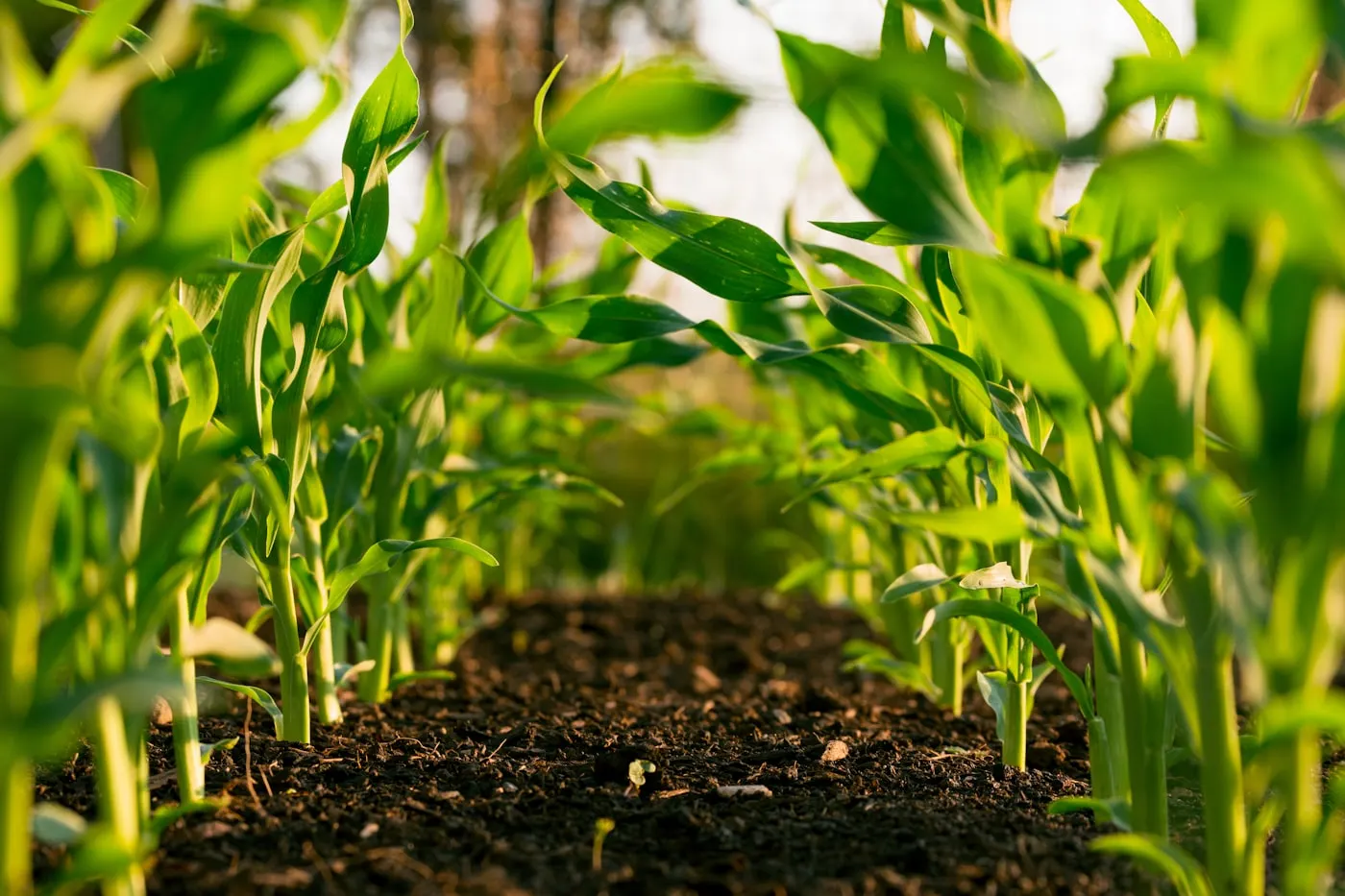 Young crops growing in soil at golden hour